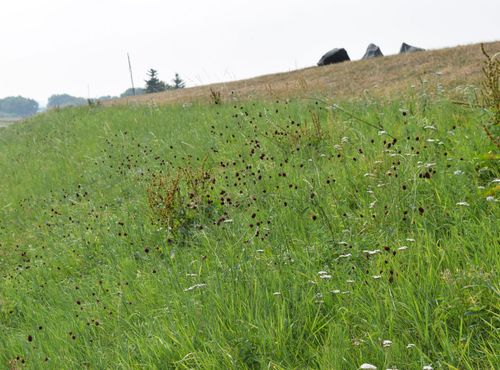 Hass Landschaftsarchitekten aus Radeberg - Umweltbaubegleitung