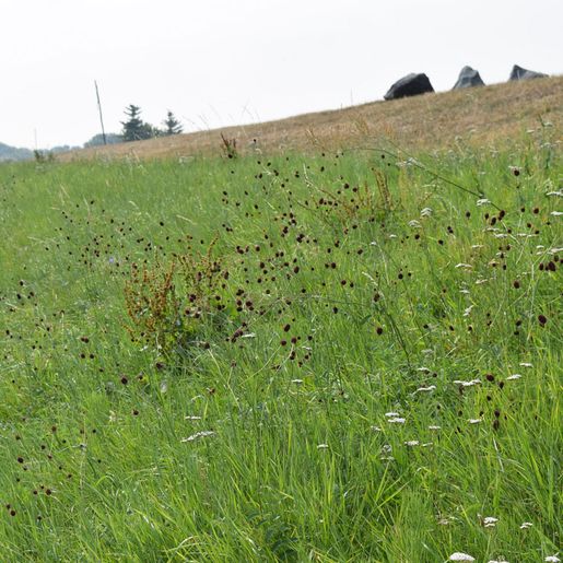 Hass Landschaftsarchitekten aus Radeberg - Umweltbaubegleitung