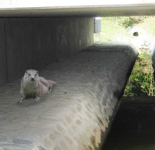 Hass Landschaftsarchitekten aus Radeberg - Landschaftspflege