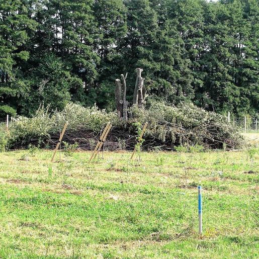 Hass Landschaftsarchitekten aus Radeberg - Landschaftspflege