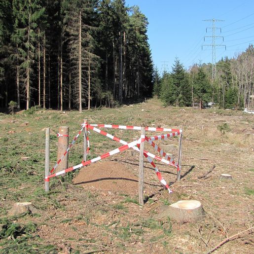 Hass Landschaftsarchitekten aus Radeberg - Umweltbaubegleitung