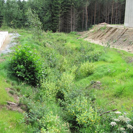 Hass Landschaftsarchitekten aus Radeberg - Umweltbaubegleitung