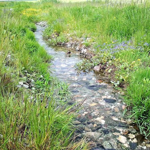Hass Landschaftsarchitekten aus Radeberg - Landschaftspflege