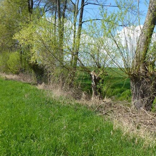 Hass Landschaftsarchitekten aus Radeberg - Landschaftsplanung