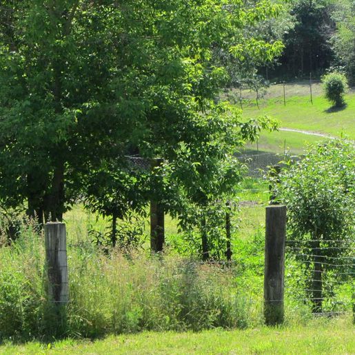 Hass Landschaftsarchitekten aus Radeberg - Ökologische Gutachten