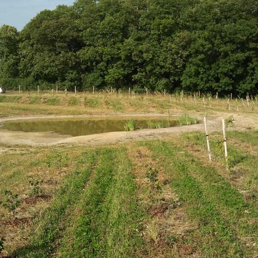 Hass Landschaftsarchitekten aus Radeberg - Landschaftspflege