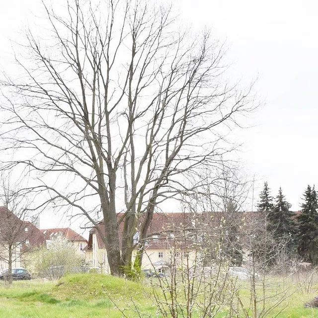 Hass Landschaftsarchitekten aus Radeberg - Ökologische Gutachten