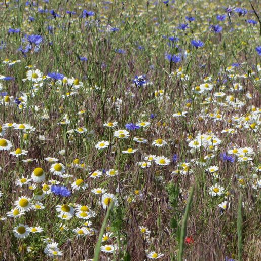 Hass Landschaftsarchitekten aus Radeberg - Ökologische Gutachten