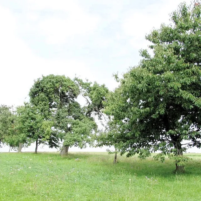 Hass Landschaftsarchitekten aus Radeberg - Landschaftsplanung